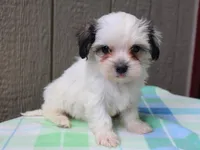 Kasper, a male Shichon for sale in Lexington, IN – 7 of 8