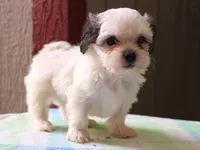 Kasper, a male Shichon for sale in Lexington, IN – 6 of 8