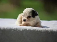 Kasper, a male Shichon for sale in Lexington, IN – 2 of 4