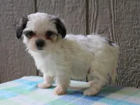Kasper, a male Shichon for sale in Lexington, IN – 5 of 8