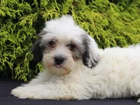 Kasper, a male Shichon for sale in Lexington, IN – 4 of 4