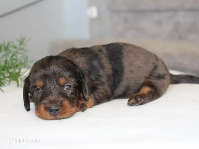 Rylie – Miniature Dachshund puppy for sale in Lexington, IN