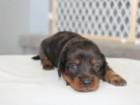 Rylie, a female Miniature Dachshund for sale in Lexington, IN – 3 of 4