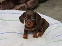 Jayde, a female Miniature Dachshund for sale in Lexington, IN – 7 of 8