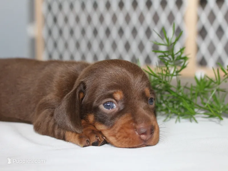 Jayde – Miniature Dachshund puppy for sale in Lexington, IN
