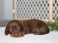 Jayde, a female Miniature Dachshund for sale in Lexington, IN – 3 of 4