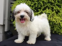 Kasper, a male Shichon for sale in Lexington, IN – 2 of 4