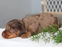 Patrickk, a male Miniature Dachshund for sale in Lexington, IN – 4 of 4