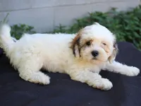 Daisy, a female Shichon for sale in Lexington, IN – 2 of 4