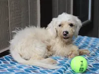 Hickory, a male Shichon for sale in Lexington, IN – 3 of 4