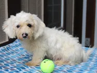Hickory, a male Shichon for sale in Lexington, IN – 1 of 4