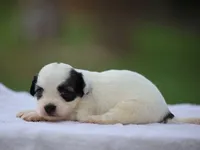 Kent, a male Shichon for sale in Lexington, IN – 4 of 4