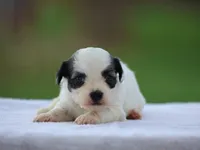 Kent, a male Shichon for sale in Lexington, IN – 1 of 4