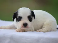 Kent, a male Shichon for sale in Lexington, IN – 3 of 4
