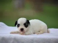 Kent, a male Shichon for sale in Lexington, IN – 2 of 4