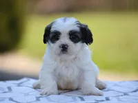 Maple, a male Shichon for sale in Lexington, IN – 4 of 4