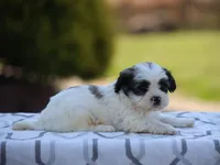 Maple, a male Shichon for sale in Lexington, IN – 2 of 4