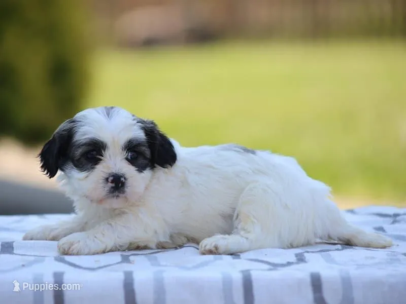 Maple, a male Shichon for sale in Lexington, IN – 1 of 4