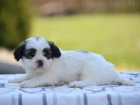 Maple, a male Shichon for sale in Lexington, IN – 1 of 4