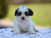 Maple, a male Shichon for sale in Lexington, IN – 3 of 4