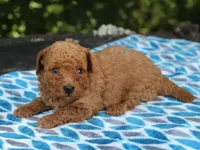  	Sherlock, a male Poodle - Miniature  for sale in Lexington, IN – 4 of 4