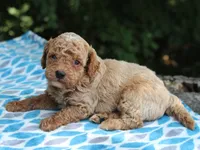 Sydney, a male Poodle - Miniature  for sale in Lexington, IN – 4 of 4