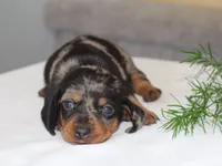 Olivia, a female Miniature Dachshund for sale in Lexington, IN – 4 of 4
