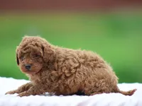 Wynston, a male Poodle - Miniature  for sale in Lexington, IN – Photo 2 of 4