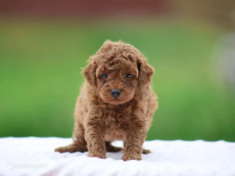 Wynston – Poodle - Miniature  puppy for sale in Lexington, IN