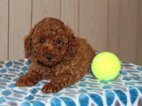 Wynston, a male Poodle - Miniature  for sale in Lexington, IN – 5 of 8
