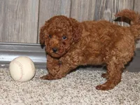 Wynston, a male Poodle - Miniature  for sale in Lexington, IN – 8 of 8