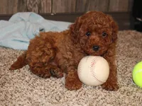 Wynston, a male Poodle - Miniature  for sale in Lexington, IN – 6 of 8