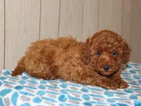 Wynston, a male Poodle - Miniature  for sale in Lexington, IN – 7 of 8