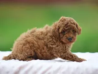 Wynston, a male Poodle - Miniature  for sale in Lexington, IN – Photo 4 of 4