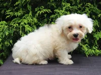 White Oak, a male Shichon for sale in Lexington, IN – 1 of 4