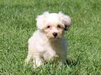 Hemlock, a male Shichon for sale in Lexington, IN – 4 of 4