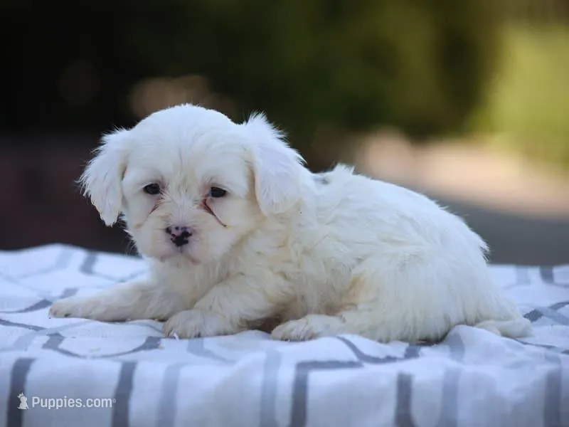 White Oak, a male Shichon for sale in Lexington, IN – 1 of 4
