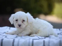 White Oak, a male Shichon for sale in Lexington, IN – 1 of 4