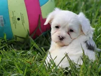 White Oak, a male Shichon for sale in Lexington, IN – 4 of 4