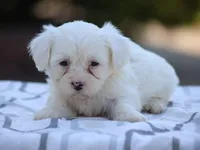White Oak, a male Shichon for sale in Lexington, IN – 3 of 4