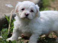 White Oak, a male Shichon for sale in Lexington, IN – 2 of 4