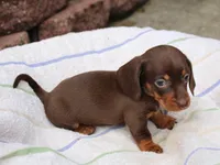 Jayde, a female Miniature Dachshund for sale in Lexington, IN – 6 of 8