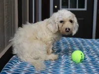 Hickory, a male Shichon for sale in Lexington, IN – 4 of 4
