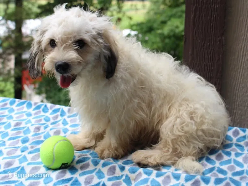 Kasper – Shichon puppy for sale in Lexington, IN