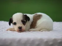 Kaydence, a female Shichon for sale in Lexington, IN – 1 of 4