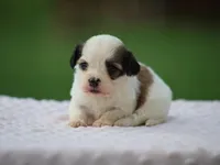 Kaydence, a female Shichon for sale in Lexington, IN – 2 of 4