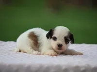 Kaydence, a female Shichon for sale in Lexington, IN – 4 of 4
