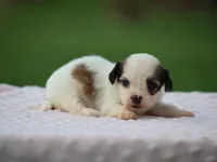 Kaydence, a female Shichon for sale in Lexington, IN – 3 of 4