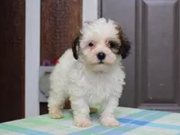 Kelton, a male Shichon for sale in Lexington, IN – 5 of 8