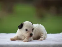 Kelton, a male Shichon for sale in Lexington, IN – 4 of 4
